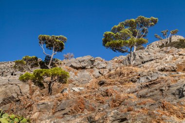 Dağ çamı buzlu. Yunanistan. Crete
