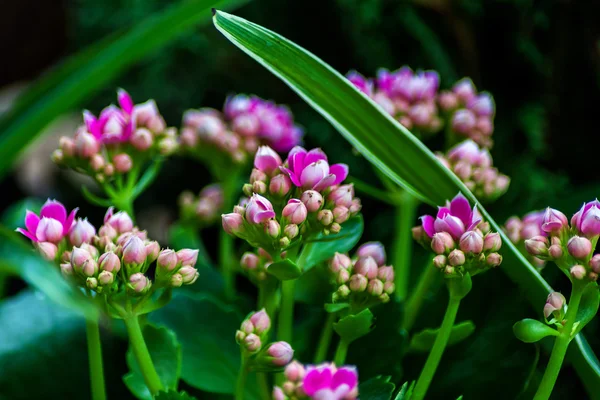 Kalanchoe flores, close-up — Fotografia de Stock