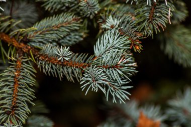 Mavi ladin, dalı yakın çekim