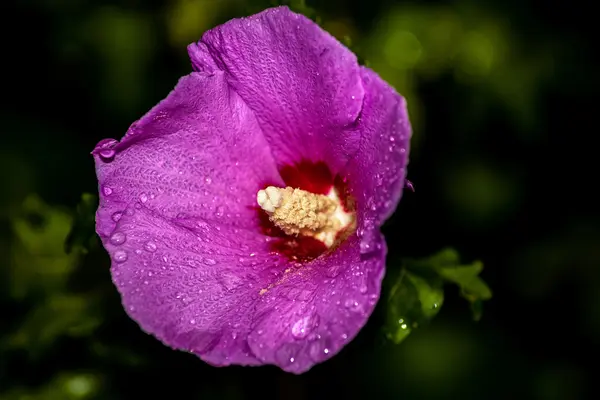 히 비 스커 스 꽃, 근접 — 스톡 사진