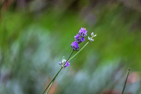 La flor de lavanda, primer plano — Foto de Stock