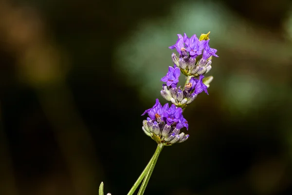 A flor de lavanda, close-up — Fotografia de Stock