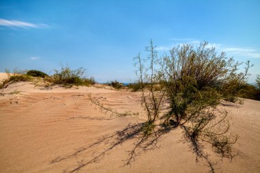 Kum tepelerini bitkilerde