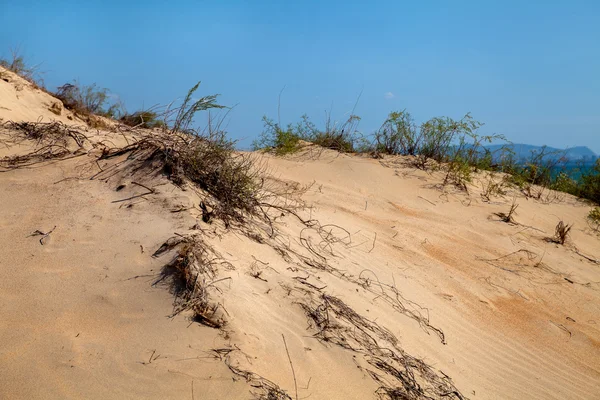 Duinen — Stockfoto