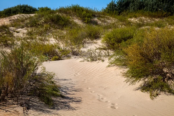 모래 위의 발자국 — 스톡 사진