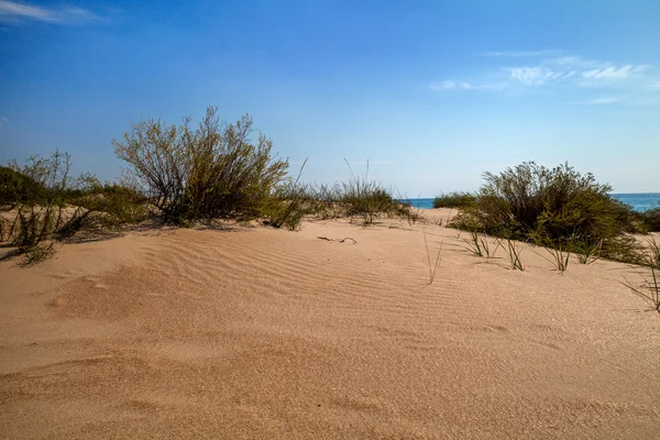 모래 언덕 식물 — 스톡 사진