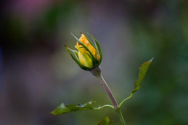 Sarı gül bud, yakın çekim