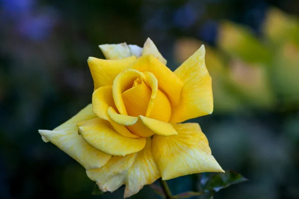 Rosa amarilla, primer plano — Foto de Stock