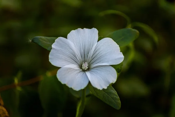 A flor de agachamento Mallow — Fotografia de Stock