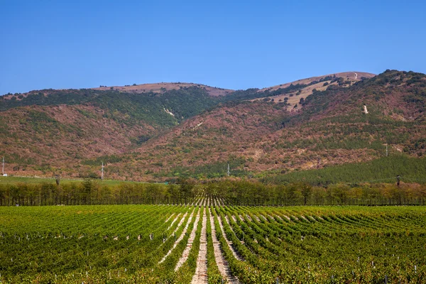 Vinhedos e montanhas ao fundo — Fotografia de Stock