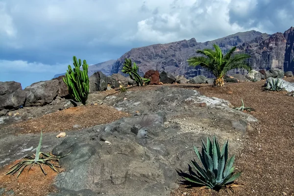 De aard van Tenerife. Canarische eilanden. Spanje — Stockfoto