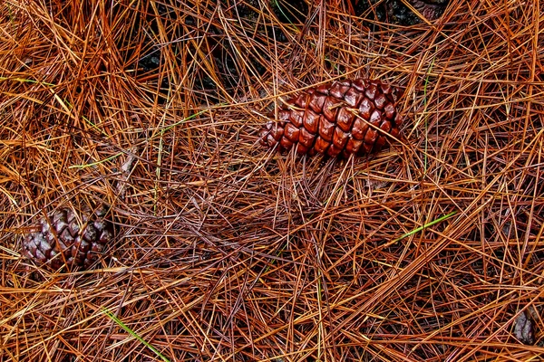 Pine cones on red pine needles. Background. — Stock Photo, Image