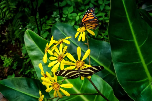 Mariposas sobre flores amarillas —  Fotos de Stock