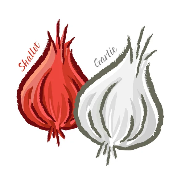 Shallots and Garlic — Wektor stockowy