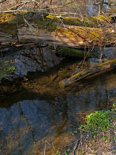 Bosque de primavera — Foto de Stock