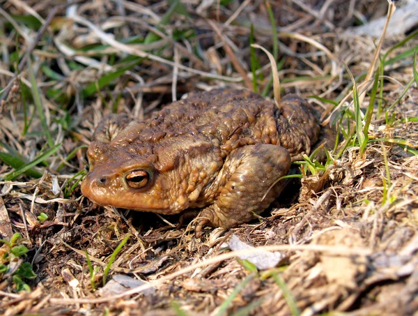 Grenouille de printemps — Photo