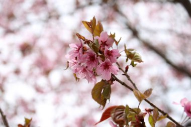 Sakura. Güzel bahar pembe çiçekleri kapanıyor