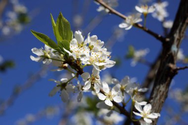 Armut çiçeği. Güzel ilkbahar beyaz çiçekleri kapanıyor
