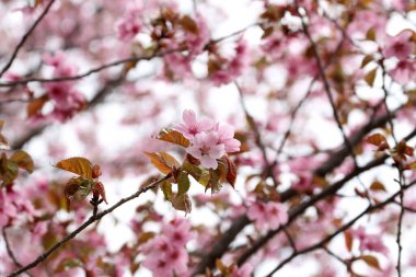 Sakura. Güzel bahar pembe çiçekleri kapanıyor