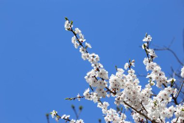 Erik çiçeği ve mavi gökyüzü