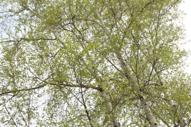 Huş ağaçları. Bahar geldi.