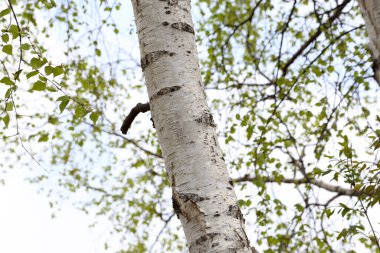 Huş ağaçları. Bahar geldi.