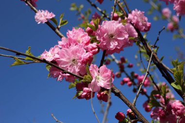 Prunus serrulata. Japon kirazı. Sakura