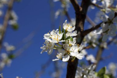 Erik çiçeği ve mavi gökyüzü