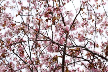 Sakura. Güzel bahar pembe çiçekleri kapanıyor