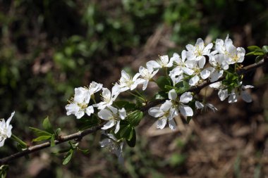 Armut çiçeği. Güzel ilkbahar beyaz çiçekleri kapanıyor