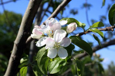 Elma çiçeği. Bahar arkaplanı