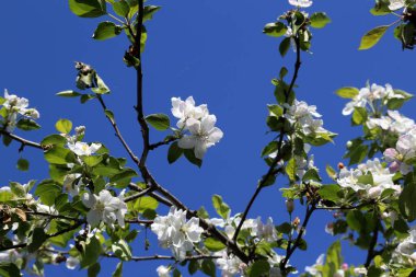 Elma çiçeği. Bahar arkaplanı