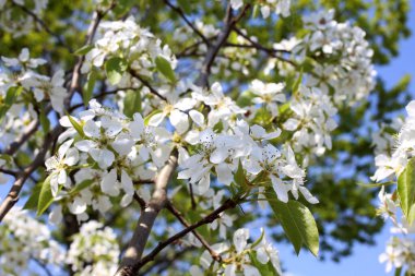 Armut çiçeği. Güzel ilkbahar beyaz çiçekleri kapanıyor