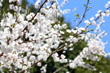 Erik çiçeği ve mavi gökyüzü