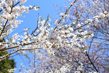 Erik çiçeği ve mavi gökyüzü