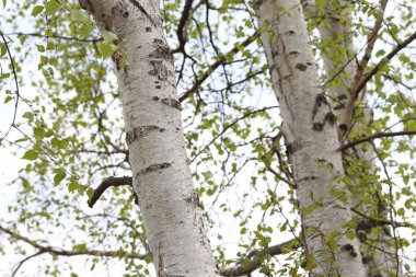 Huş ağaçları. Bahar geldi.