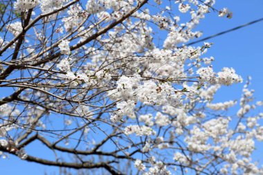 Erik çiçeği ve mavi gökyüzü