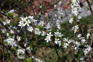Armut çiçeği. Güzel ilkbahar beyaz çiçekleri kapanıyor