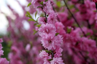 Prunus serrulata. Japon kirazı. Sakura