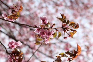 Sakura. Güzel bahar pembe çiçekleri kapanıyor