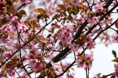 Sakura. Güzel bahar pembe çiçekleri kapanıyor