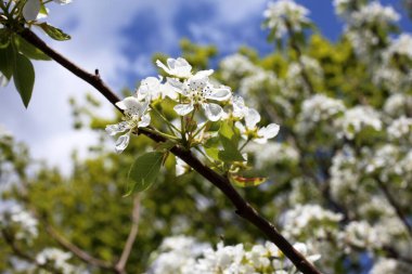 Armut çiçeği. Güzel ilkbahar beyaz çiçekleri kapanıyor