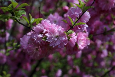 Sakura. Güzel bahar pembe çiçekleri kapanıyor