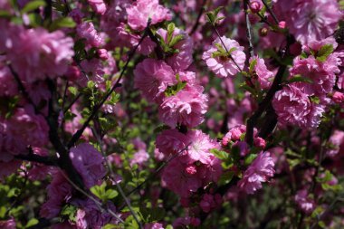 Sakura. Güzel bahar pembe çiçekleri kapanıyor