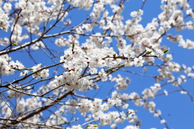Erik çiçeği ve mavi gökyüzü