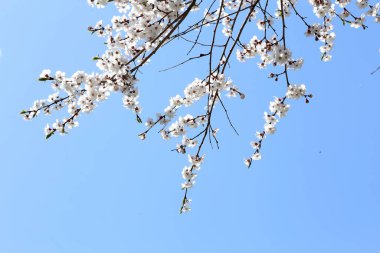 Erik çiçeği ve mavi gökyüzü