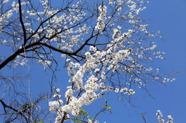 Erik çiçeği ve mavi gökyüzü