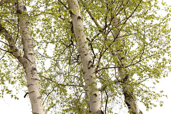 Spring Young Leaves Sky — Stock Photo, Image