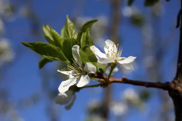Pear Blossom Beautiful Spring White Flowers Close — Stock Photo, Image