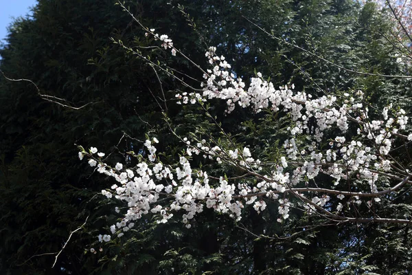 梨の花 美しい春の白い花を閉じます — ストック写真